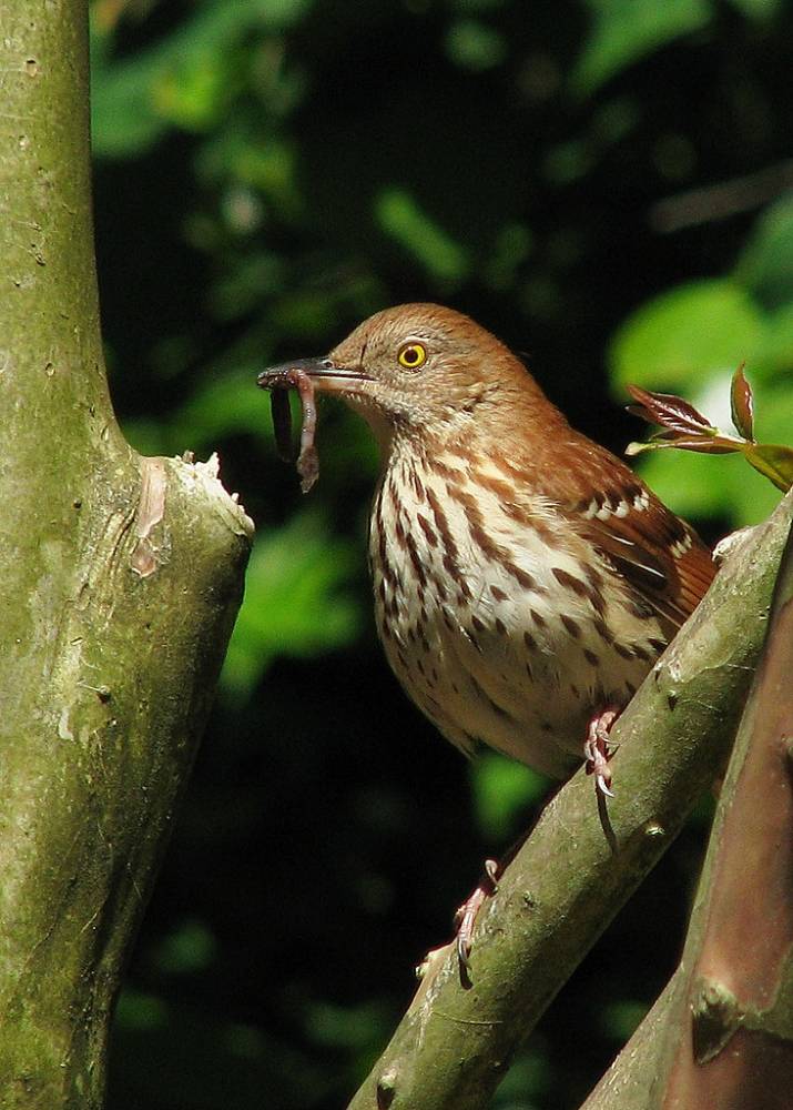 Project Feederwatch starts tomorrow ... by Vicki's Nature is licensed under CC BY-NC-ND 2.0